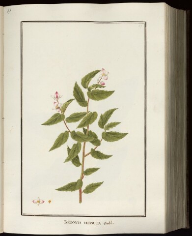 Anteprima dell'oggetto