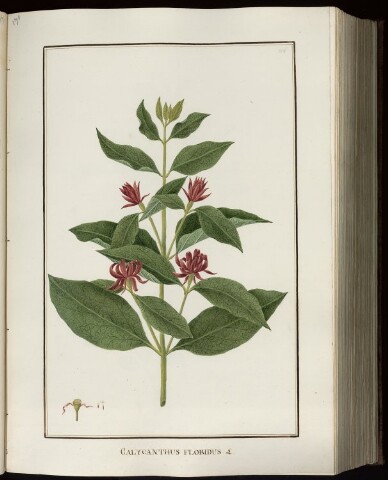 Anteprima dell'oggetto