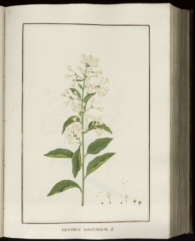 Anteprima dell'oggetto