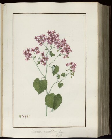 Anteprima dell'oggetto