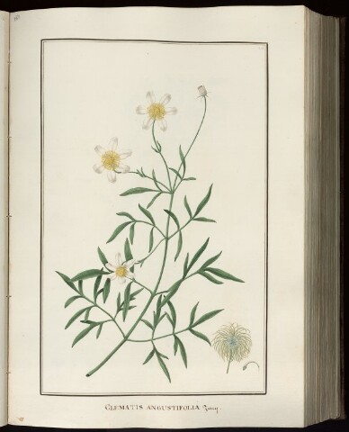 Anteprima dell'oggetto