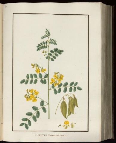 Anteprima dell'oggetto