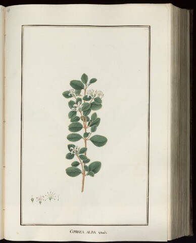 Anteprima dell'oggetto