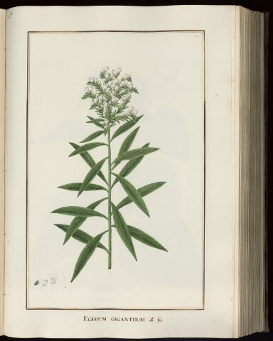 Anteprima dell'oggetto