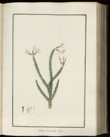 Anteprima dell'oggetto