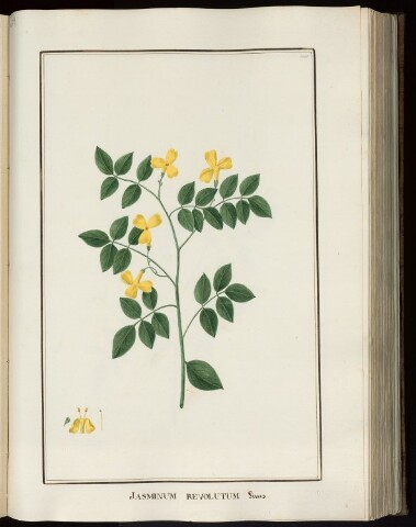 Anteprima dell'oggetto