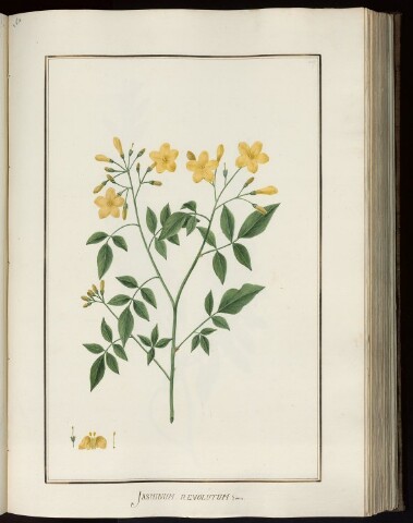 Anteprima dell'oggetto