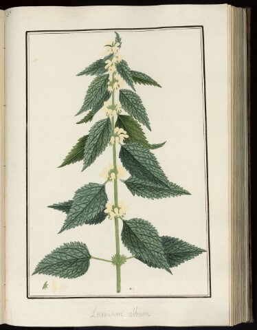 Anteprima dell'oggetto