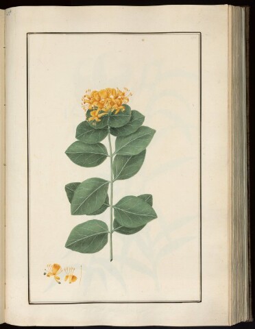 Anteprima dell'oggetto