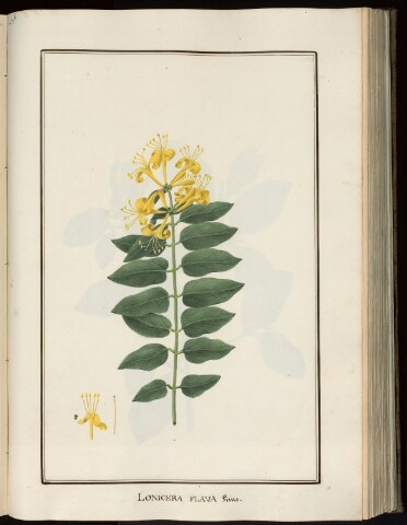 Anteprima dell'oggetto