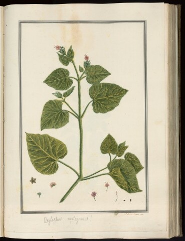 Anteprima dell'oggetto