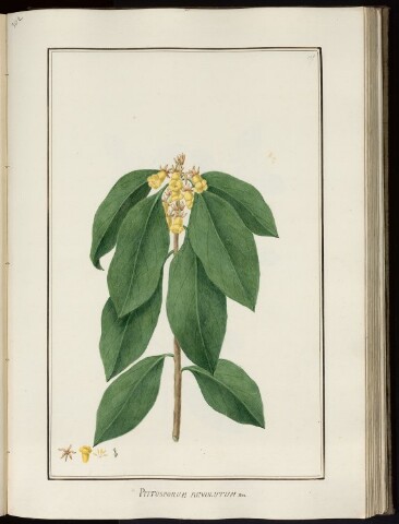 Anteprima dell'oggetto