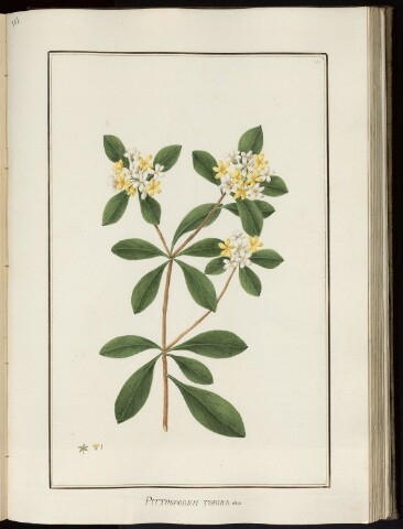 Anteprima dell'oggetto