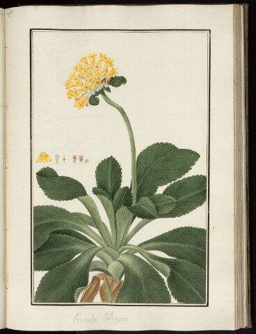 Anteprima dell'oggetto