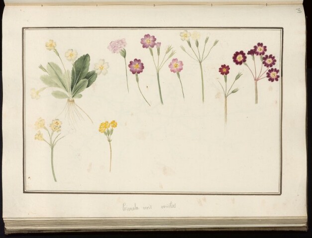 Anteprima dell'oggetto