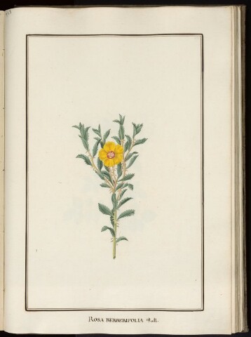 Anteprima dell'oggetto