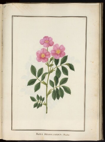 Anteprima dell'oggetto