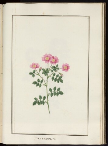 Anteprima dell'oggetto