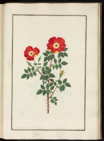 Anteprima dell'oggetto