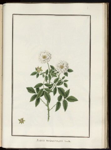 Anteprima dell'oggetto