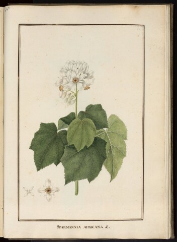 Anteprima dell'oggetto