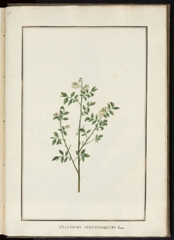 Anteprima dell'oggetto