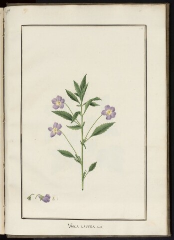 Anteprima dell'oggetto