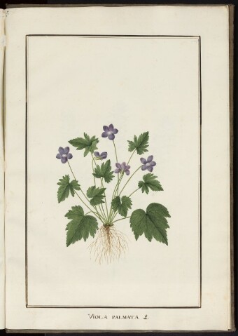 Anteprima dell'oggetto