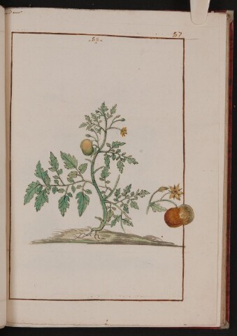 Anteprima dell'oggetto