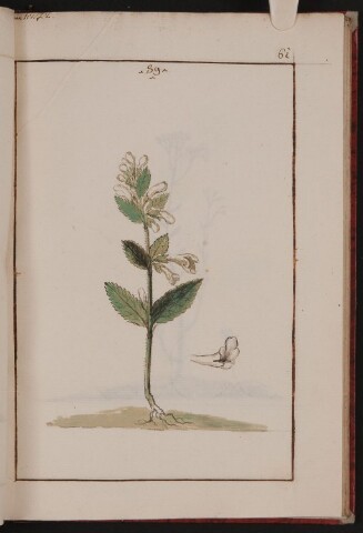 Anteprima dell'oggetto