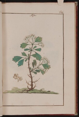 Anteprima dell'oggetto