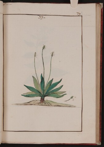 Anteprima dell'oggetto