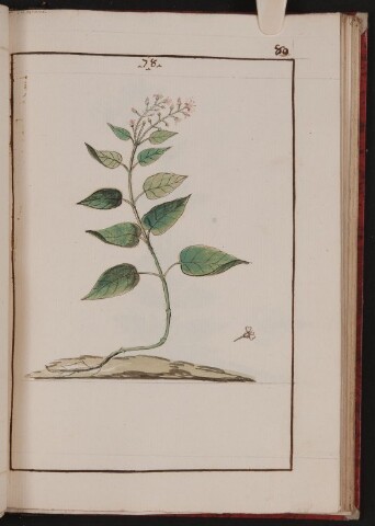 Anteprima dell'oggetto