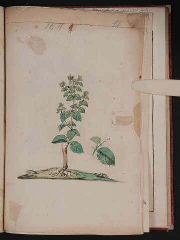 Anteprima dell'oggetto