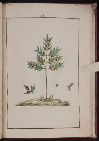 Anteprima dell'oggetto