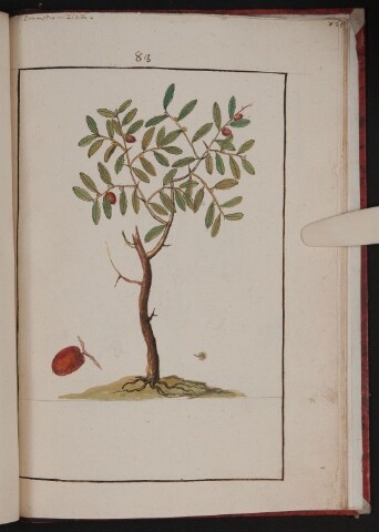 Anteprima dell'oggetto