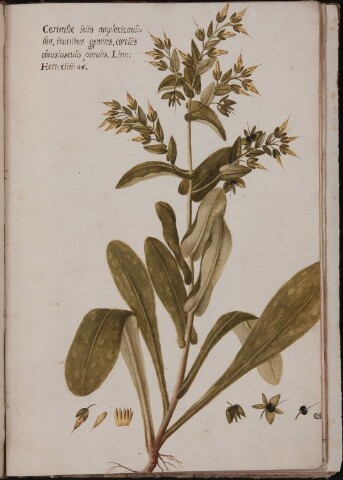 Anteprima dell'oggetto