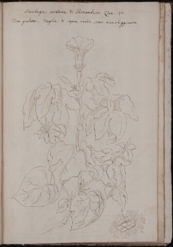 Anteprima dell'oggetto