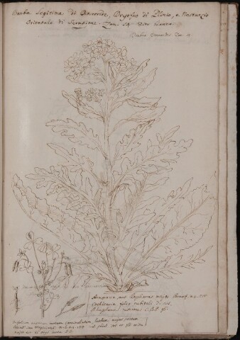 Anteprima dell'oggetto