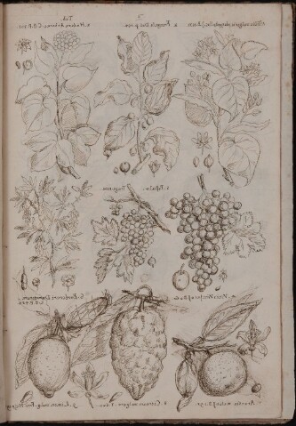 Anteprima dell'oggetto