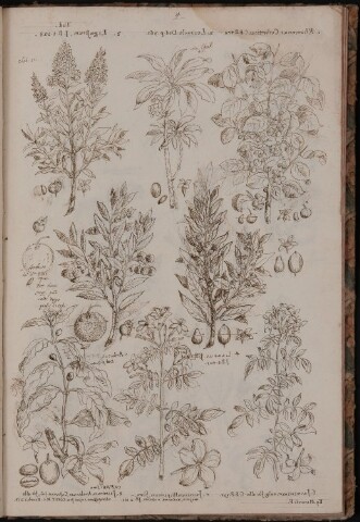 Anteprima dell'oggetto