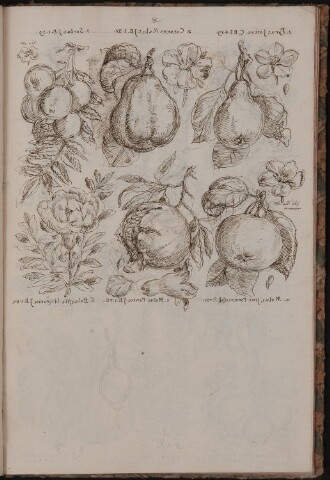 Anteprima dell'oggetto