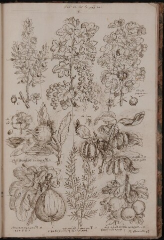 Anteprima dell'oggetto