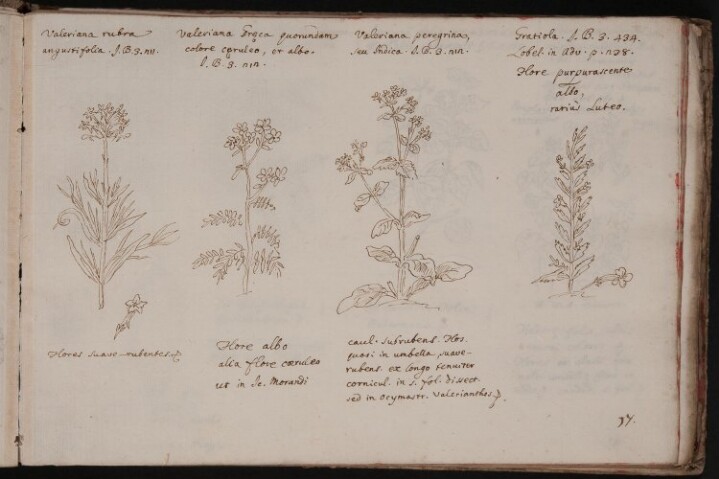 Anteprima dell'oggetto