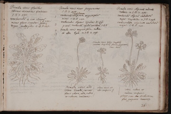 Anteprima dell'oggetto