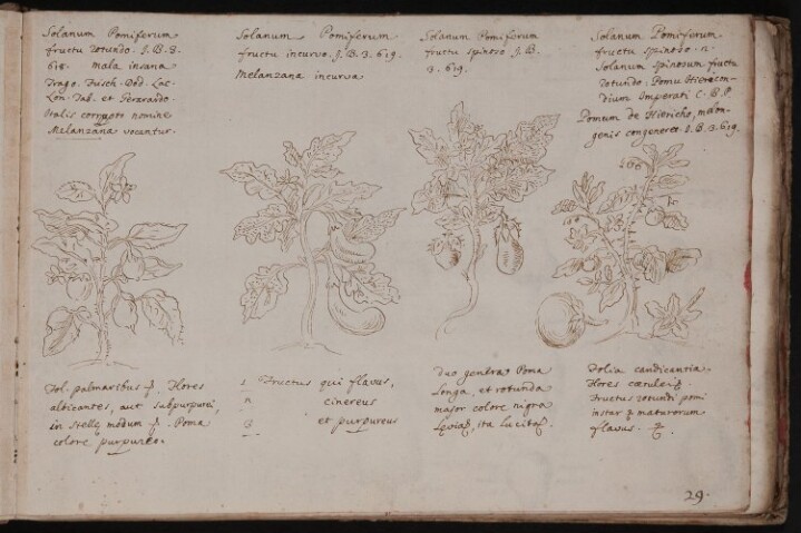 Anteprima dell'oggetto