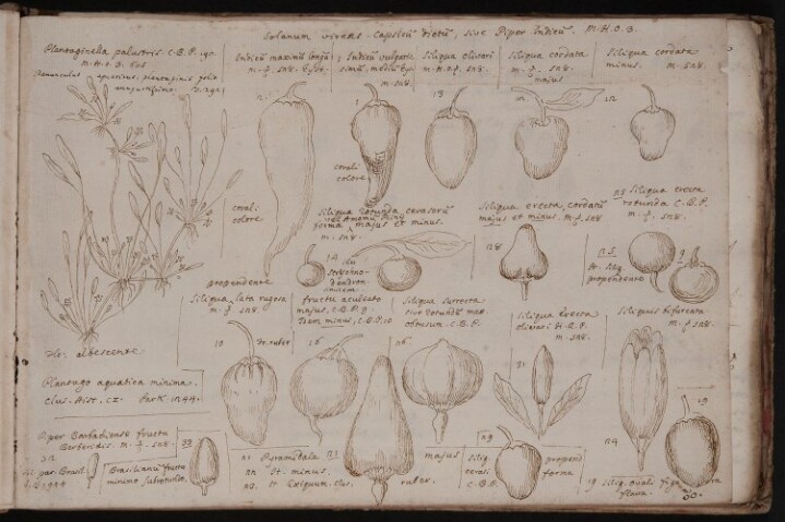 Anteprima dell'oggetto