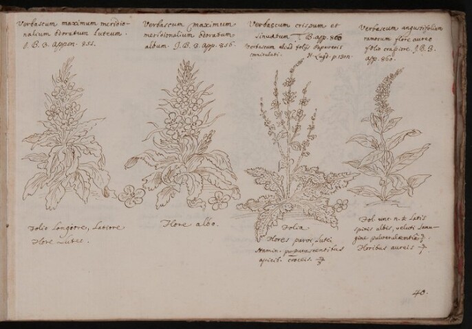 Anteprima dell'oggetto