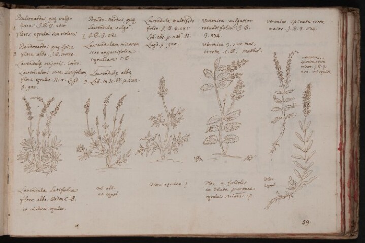 Anteprima dell'oggetto