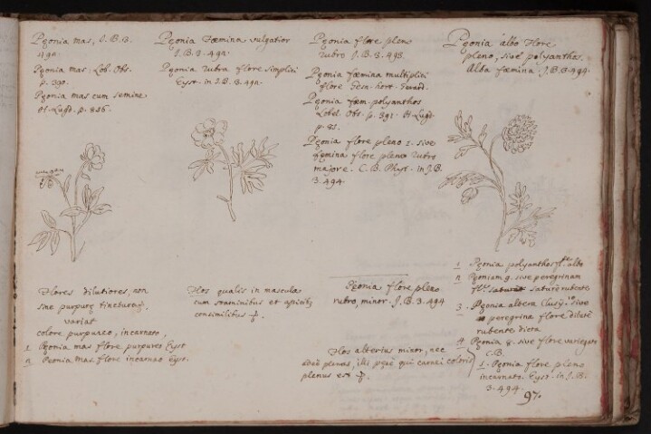 Anteprima dell'oggetto